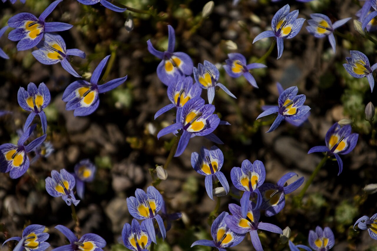 Bach's calicoflower: Downingia bacigalupii , Sierra Nevada, USA