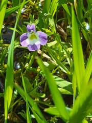 Hoover's calicoflower (Downingia bella)