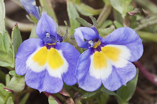 Hoover's calicoflower: Downingia bella . Endemic to California and found in grasslands. Generally grows around vernal pools, the blooming following the retreating water inward as the