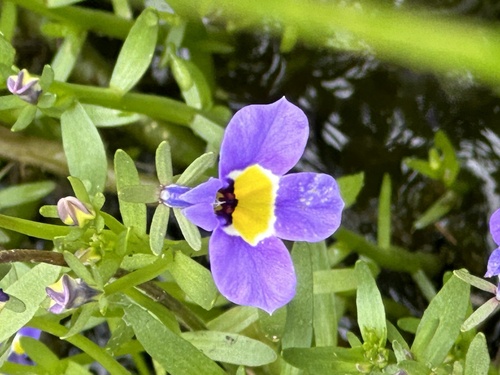 Hoover's calicoflower (Downingia bella)