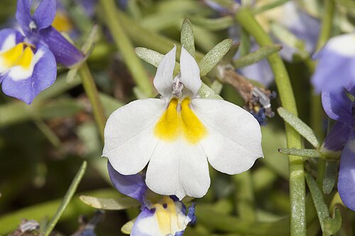 Hoover's calicoflower: Downingia bella . Endemic to California and found in grasslands. Generally grows around vernal pools, the blooming following the retreating water inward as the