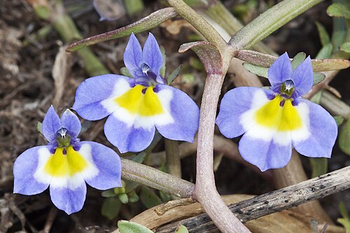 Hoover's calicoflower: Endemic to California and found in grasslands. Generally grows around vernal pools, the blooming following the retreating water inward as the pool dries. More t