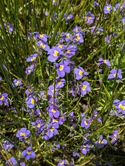 Hoover's calicoflower (Downingia bella)