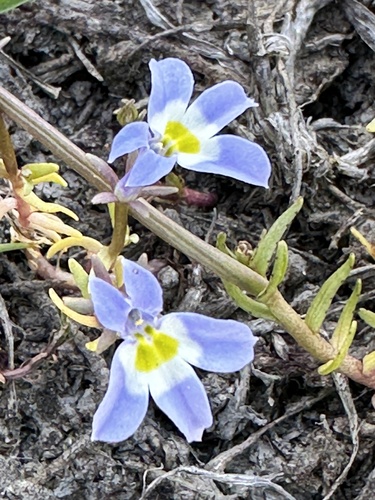 Hoover's calicoflower (Downingia bella)