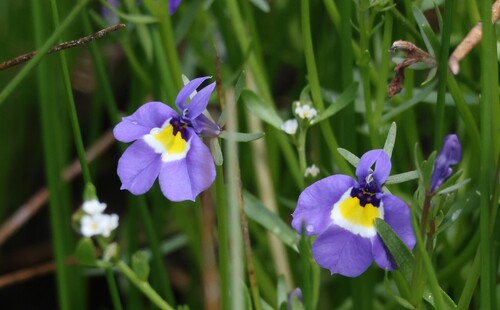 Hoover's calicoflower (Downingia bella)