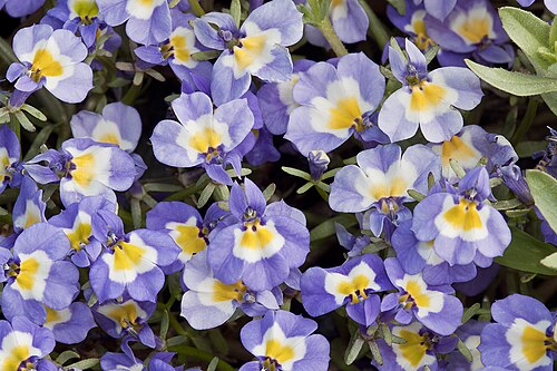 Hoover's calicoflower: Downingia bella . Ventura Co., CA, USA. June 22