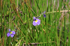Hoover's calicoflower (Downingia bella)