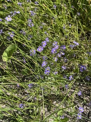 Hoover's calicoflower (Downingia bella)