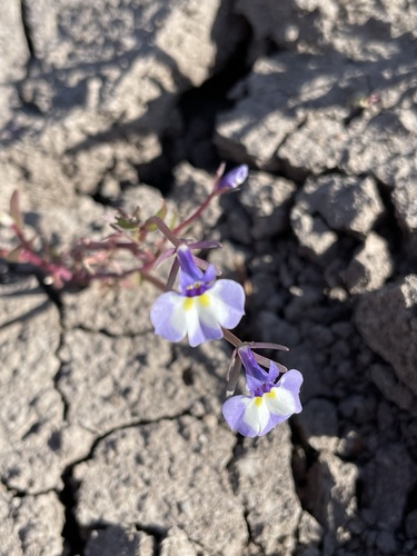 Doublehorn calicoflower (Downingia bicornuta)