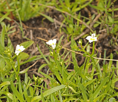 Doublehorn calicoflower (Downingia bicornuta)