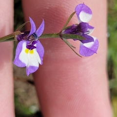 Doublehorn calicoflower (Downingia bicornuta)