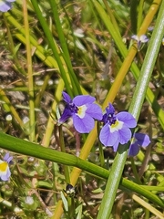 Doublehorn calicoflower (Downingia bicornuta)