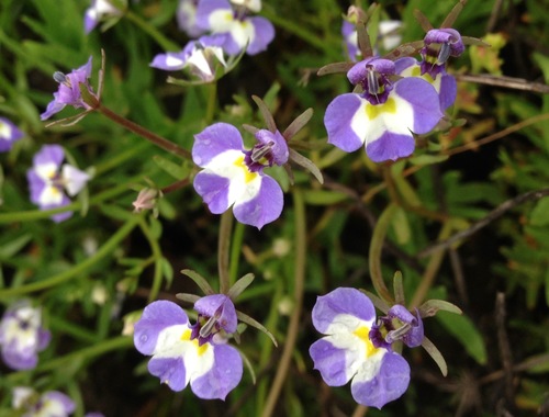 Doublehorn calicoflower (Downingia bicornuta)