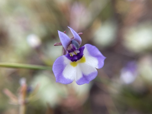 Doublehorn calicoflower (Downingia bicornuta)