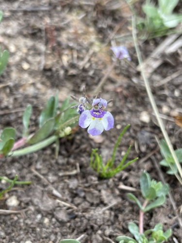 Doublehorn calicoflower (Downingia bicornuta)