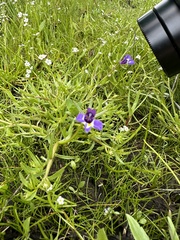 Doublehorn calicoflower (Downingia bicornuta)