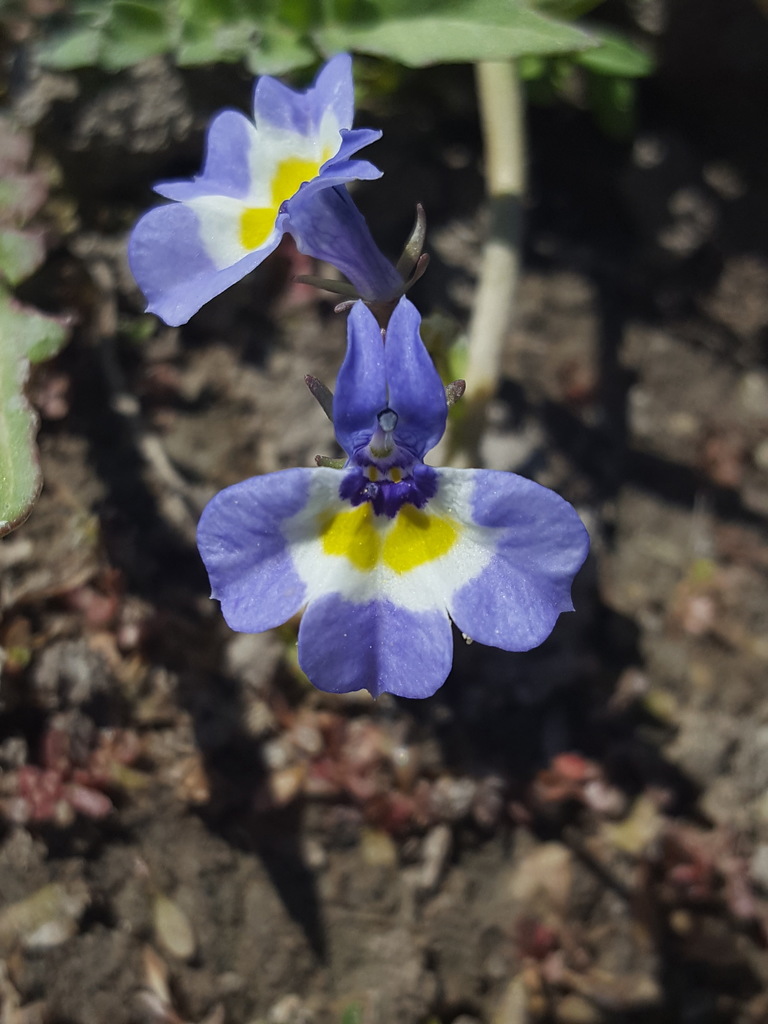 Doublehorn calicoflower (Downingia bicornuta)