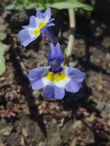 Doublehorn calicoflower (Downingia bicornuta)