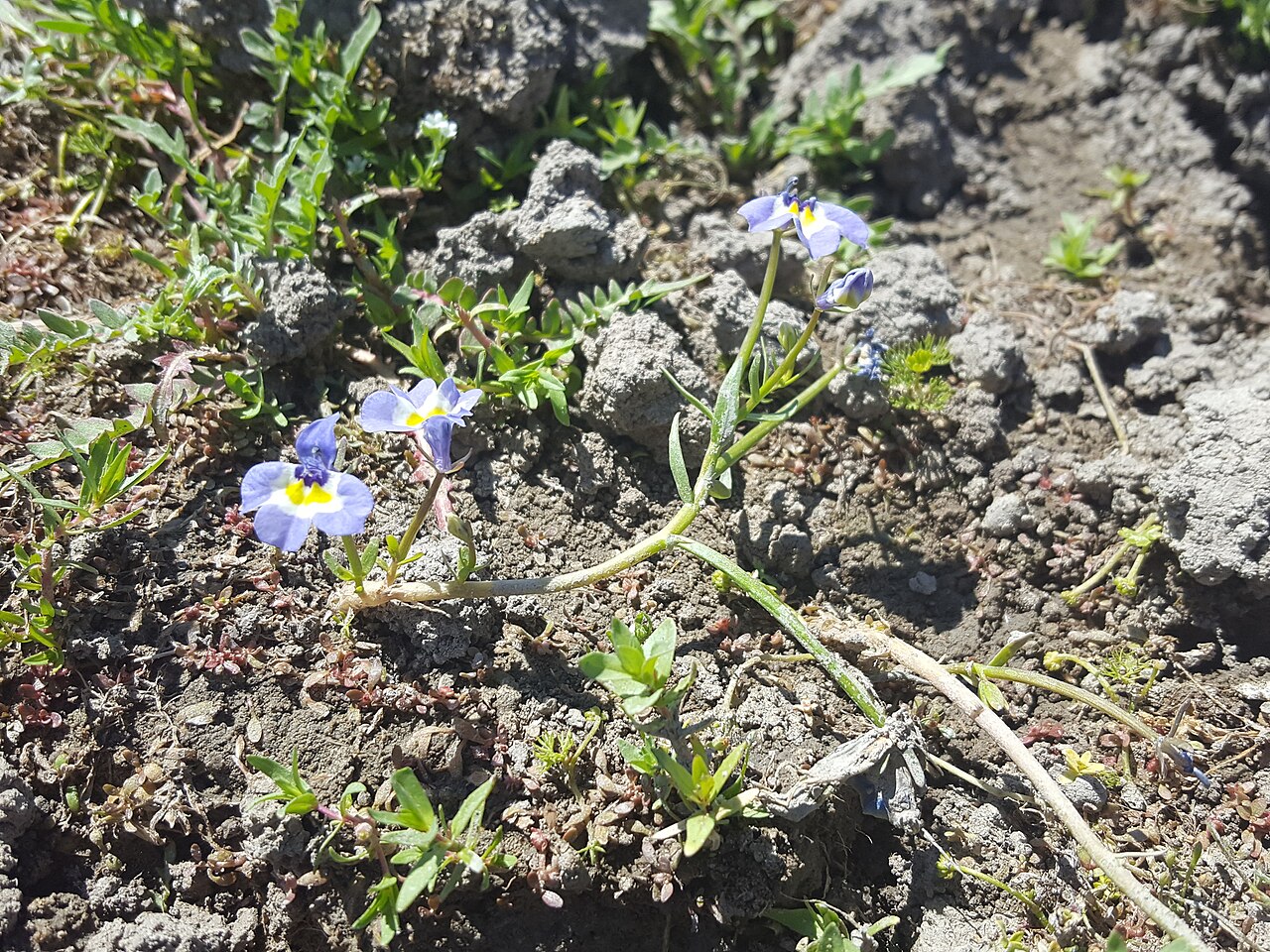 Doublehorn calicoflower: Downingia bicornuta bicornuta in the United States