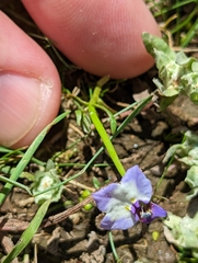 Doublehorn calicoflower (Downingia bicornuta)