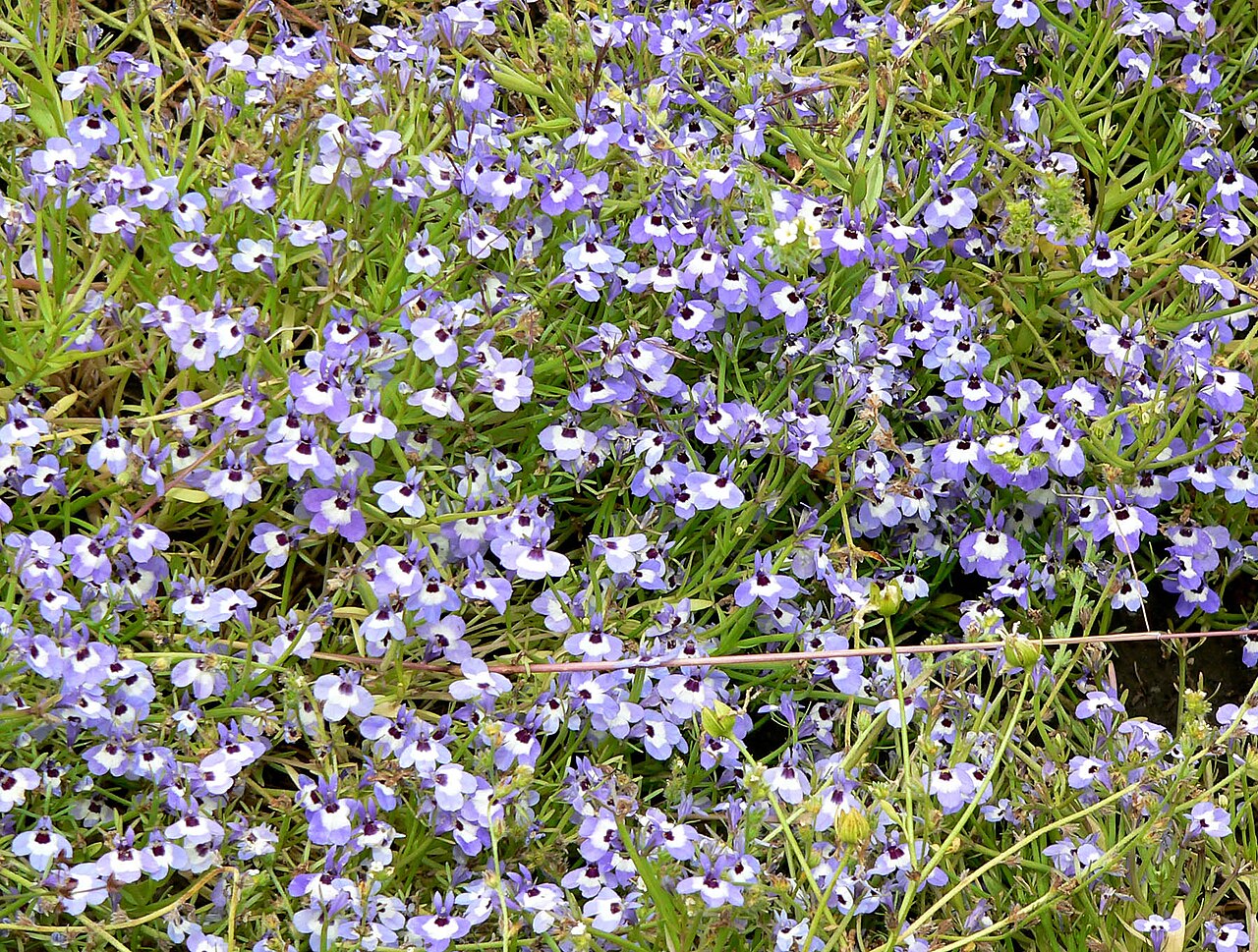 Maroonspot calicoflower: Photo of Downingia concolor at the University of California Botanical Garden
