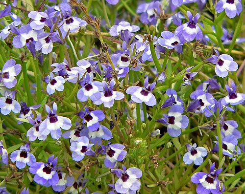Maroonspot calicoflower: Photo of Downingia concolor at the University of California Botanical Garden