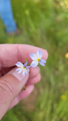 Toothed calicoflower (Downingia cuspidata)