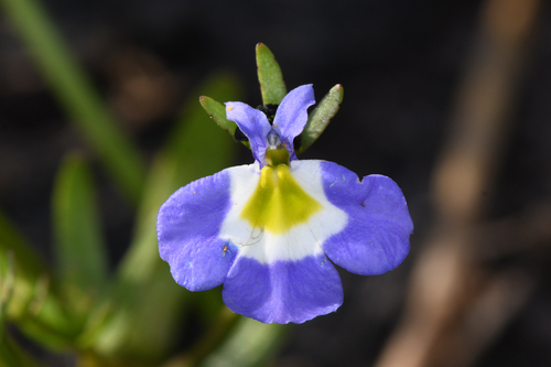 Toothed calicoflower (Downingia cuspidata)