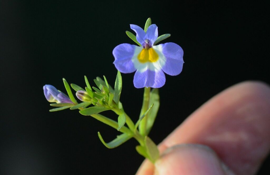 Toothed calicoflower (Downingia cuspidata)