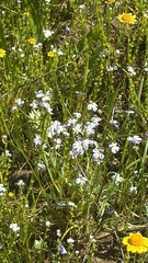 Toothed calicoflower (Downingia cuspidata)