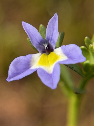 Toothed calicoflower (Downingia cuspidata)