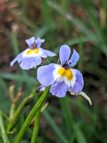 Toothed calicoflower (Downingia cuspidata)