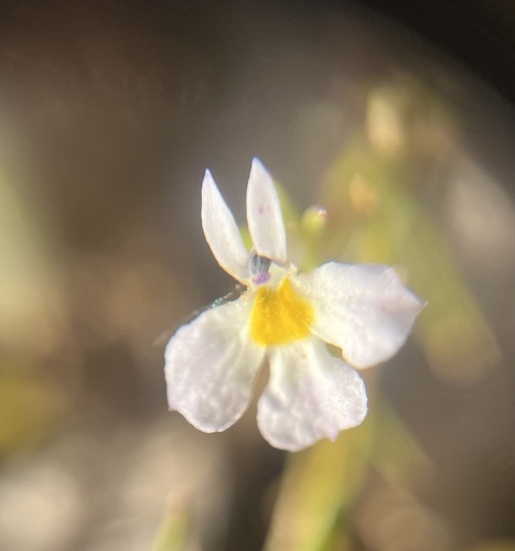 Toothed calicoflower (Downingia cuspidata)
