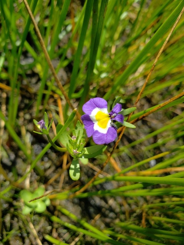 Toothed calicoflower (Downingia cuspidata)
