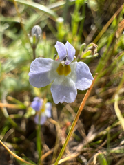 Toothed calicoflower (Downingia cuspidata)