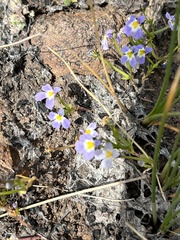 Toothed calicoflower (Downingia cuspidata)