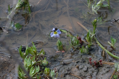Toothed calicoflower (Downingia cuspidata)
