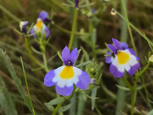 Toothed calicoflower (Downingia cuspidata)