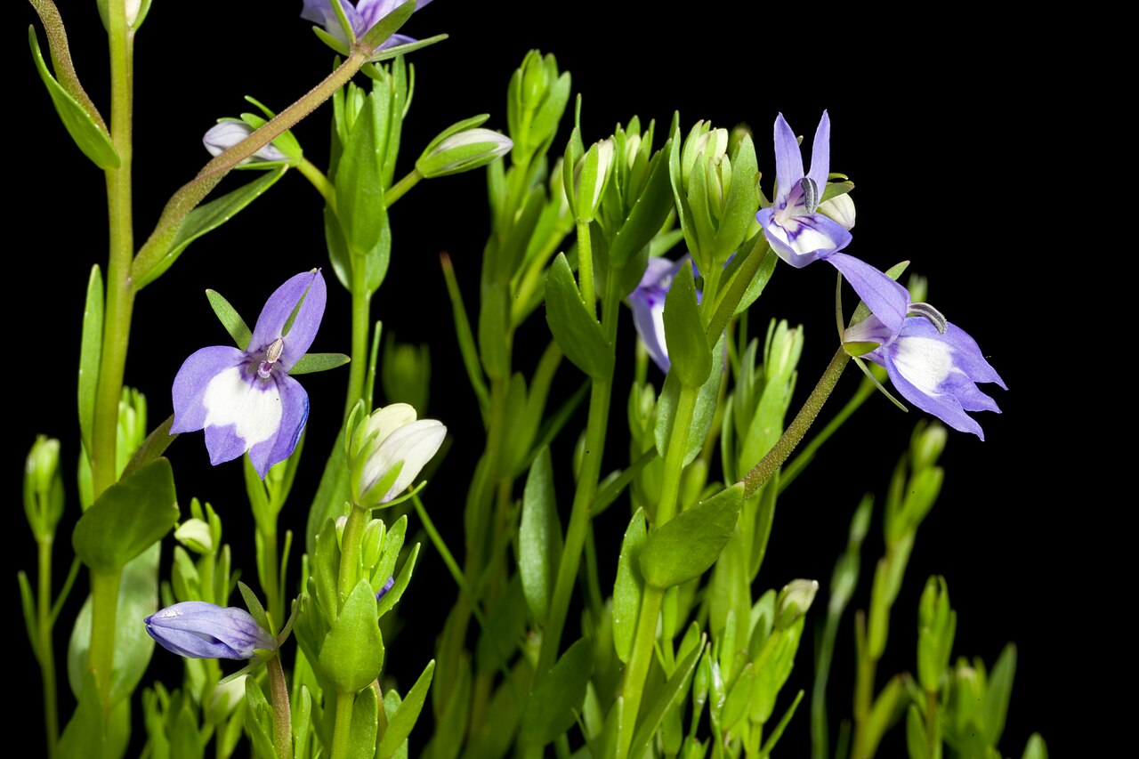 Elegant calicoflower: Plant derived from Willamette Valley, Oregon, U.S.A. Taxonomy Family キキョウ科 Campanulaceae Subfamily ミゾカクシ亜科 Lobelioideae Genus Downingia .mw-parser-output .small