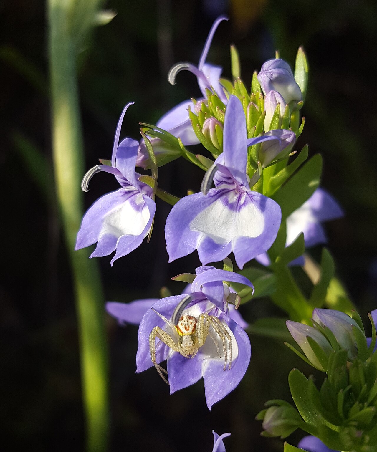 Elegant calicoflower: Californian Lobelia ( Downingia elegans ) in the United States