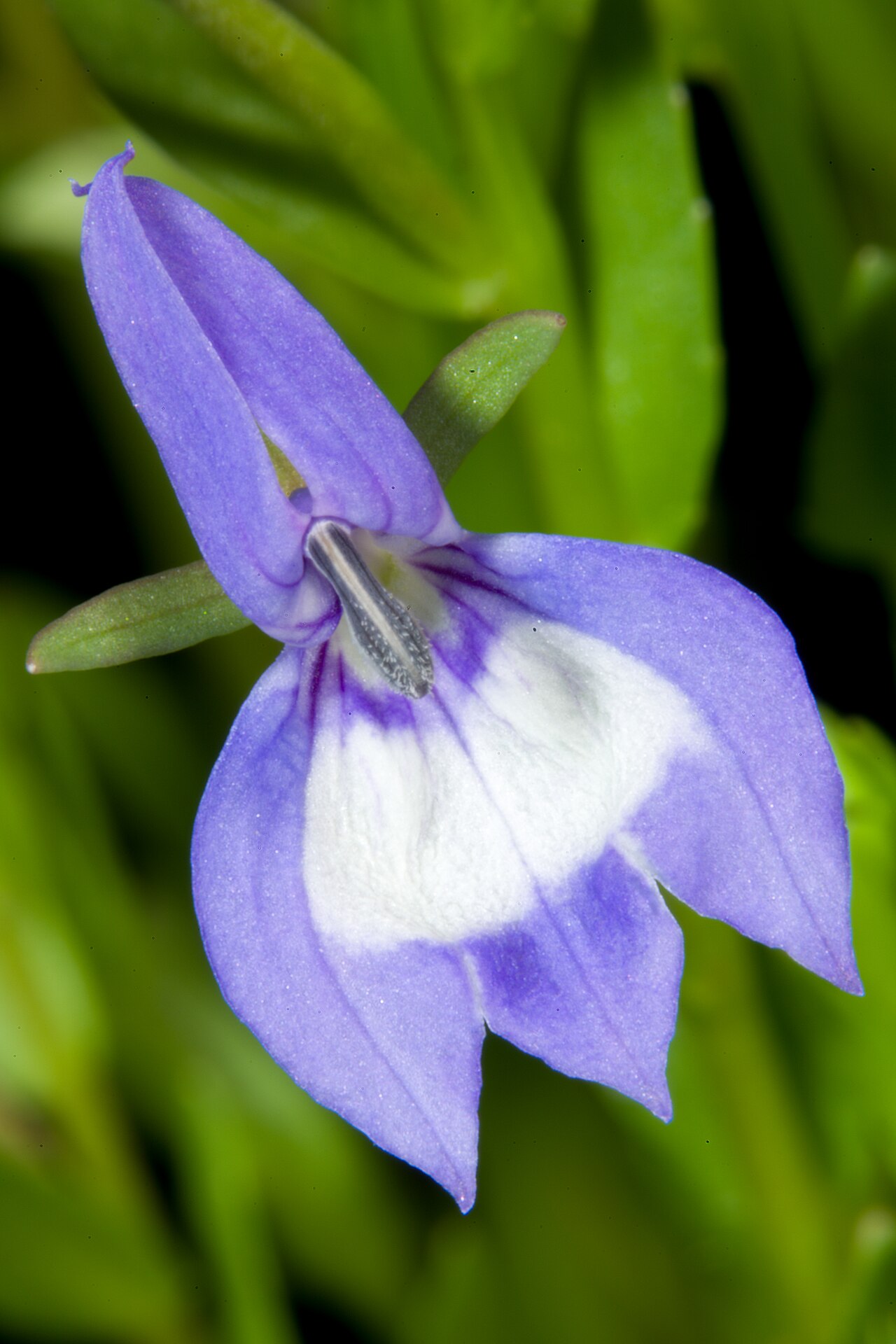 Elegant calicoflower: Plant derived from Willamette Valley, Oregon, U.S.A. Taxonomy Family キキョウ科 Campanulaceae Subfamily ミゾカクシ亜科 Lobelioideae Genus Downingia .mw-parser-output .small