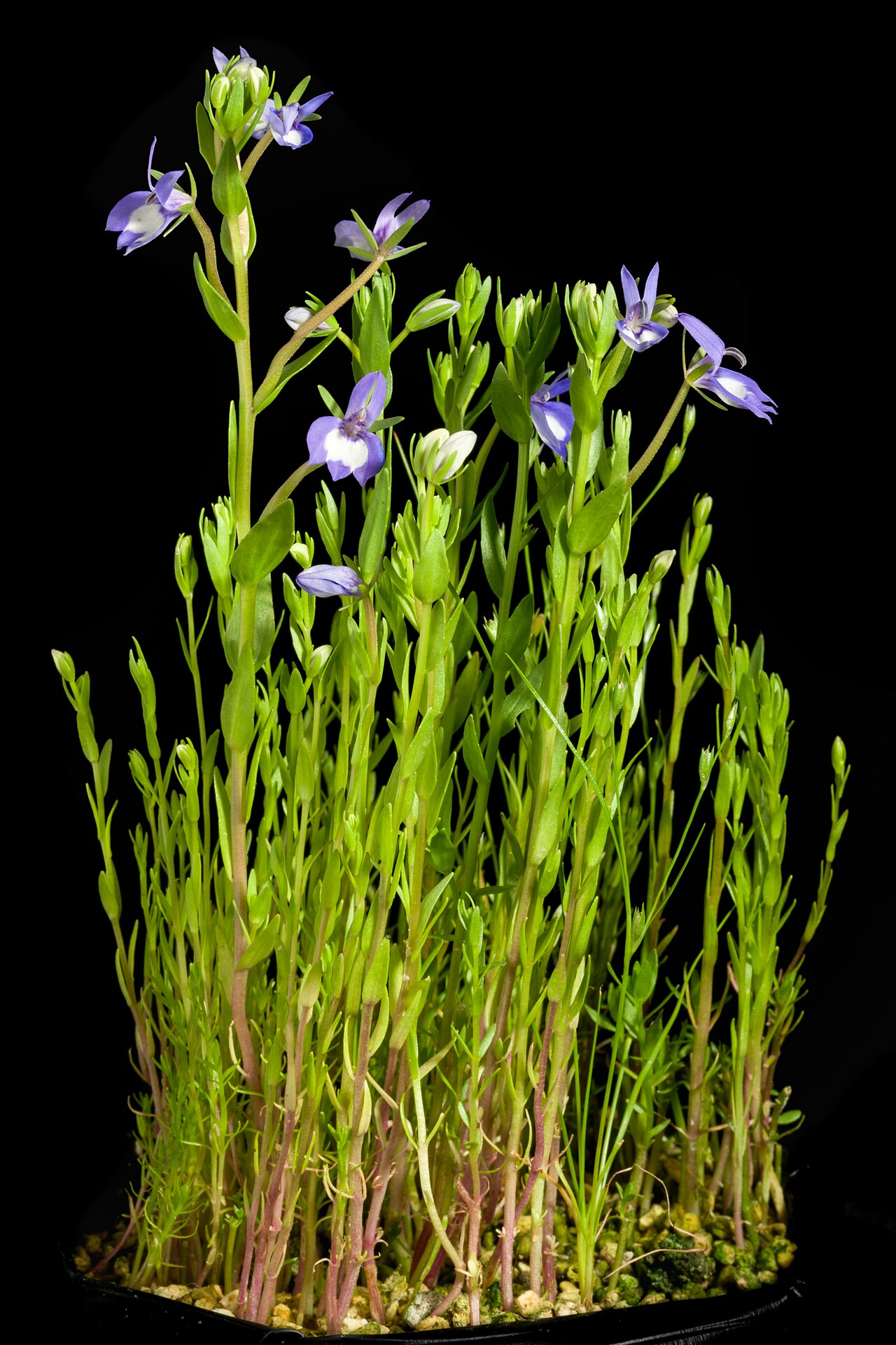 Elegant calicoflower: Plant derived from Willamette Valley, Oregon, U.S.A. Taxonomy Family キキョウ科 Campanulaceae Subfamily ミゾカクシ亜科 Lobelioideae Genus Downingia .mw-parser-output .small