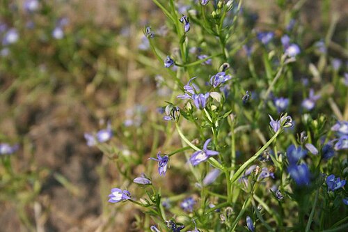 Elegant calicoflower: Downingia elegans at Antone Lake