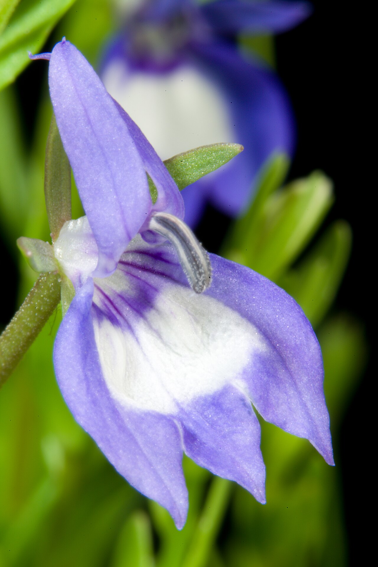 Elegant calicoflower: Plant derived from Willamette Valley, Oregon, U.S.A. Taxonomy Family キキョウ科 Campanulaceae Subfamily ミゾカクシ亜科 Lobelioideae Genus Downingia .mw-parser-output .small