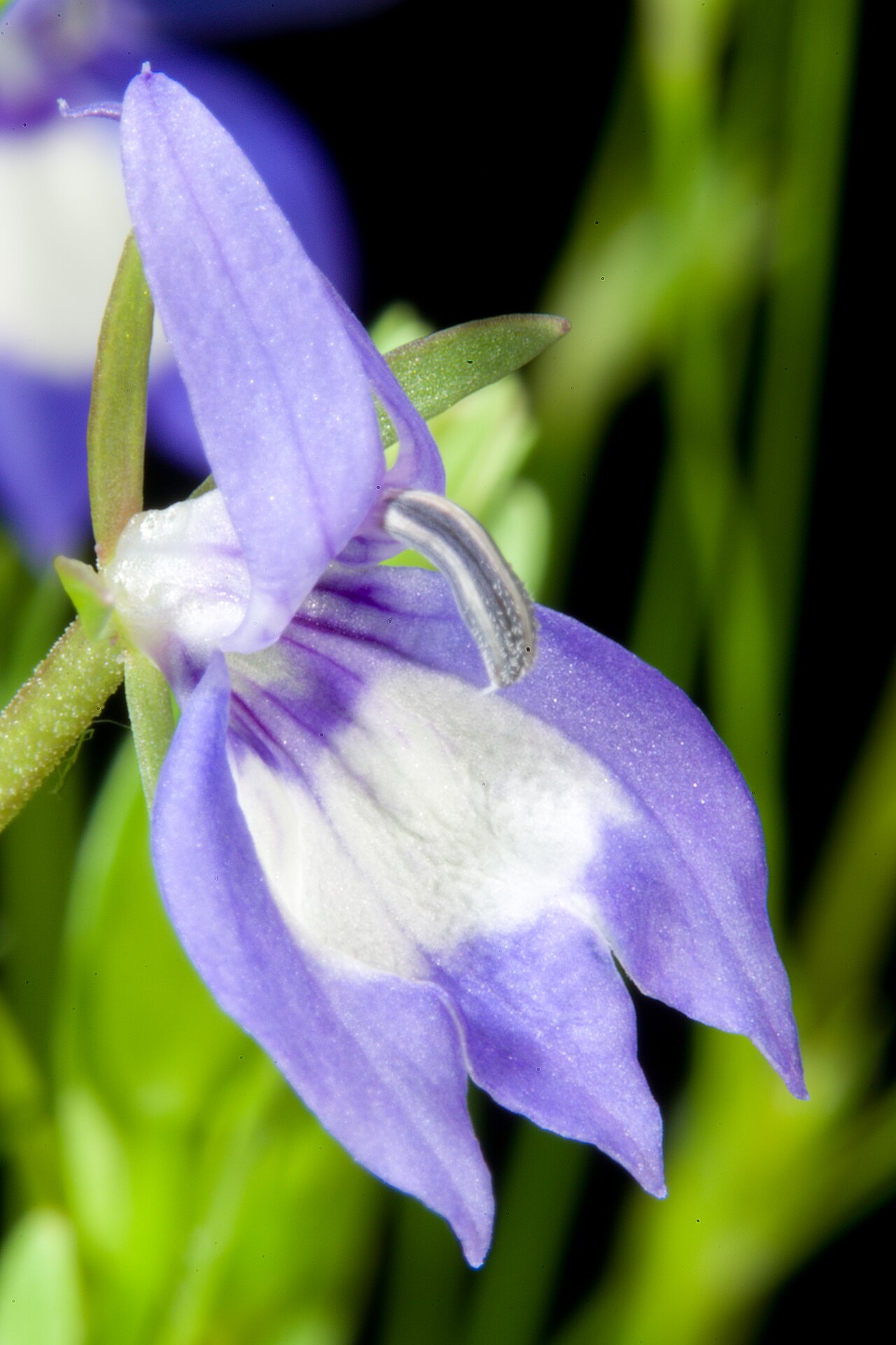 Elegant calicoflower: Plant derived from Willamette Valley, Oregon, U.S.A. Taxonomy Family キキョウ科 Campanulaceae Subfamily ミゾカクシ亜科 Lobelioideae Genus Downingia .mw-parser-output .small