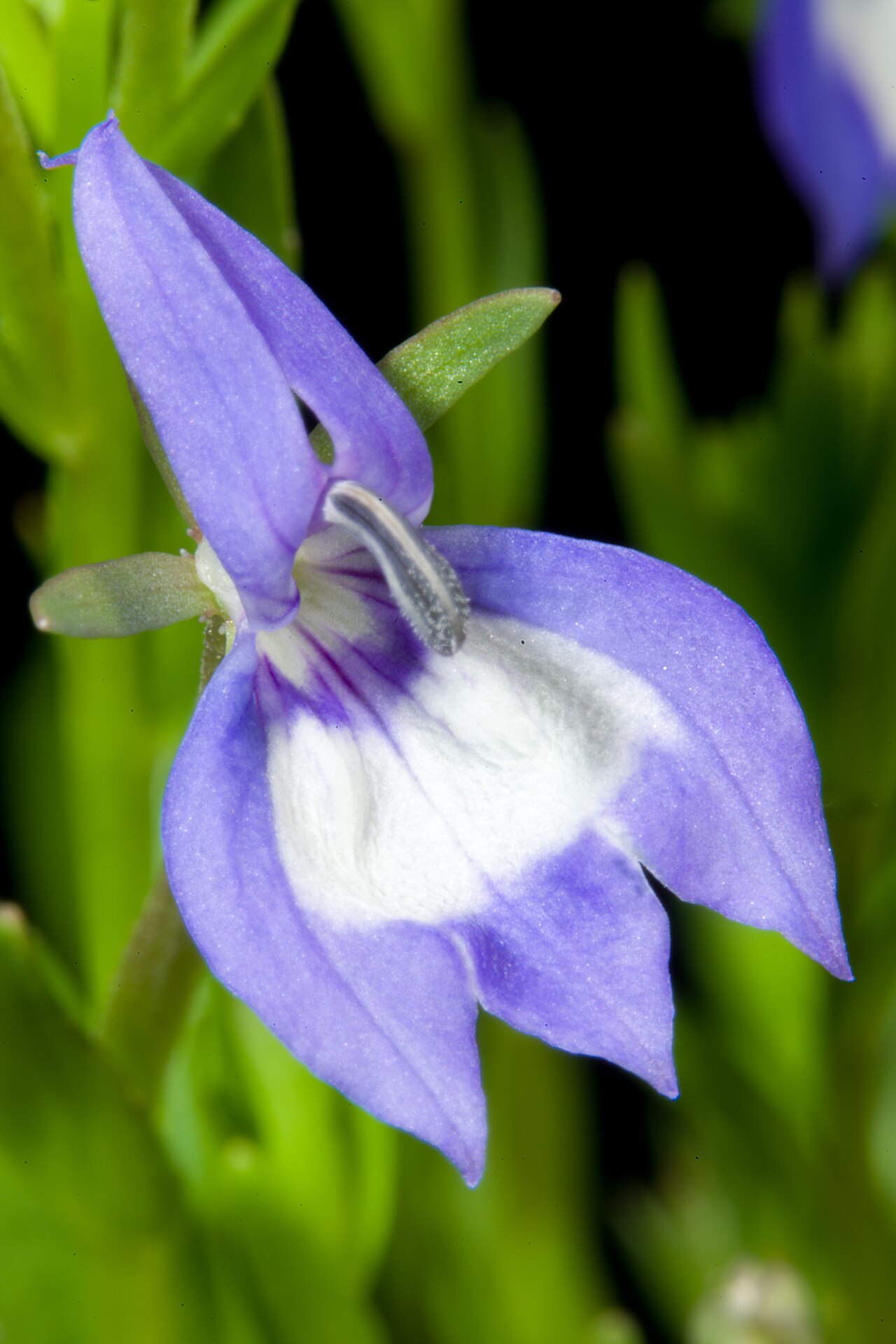 Elegant calicoflower: Plant derived from Willamette Valley, Oregon, U.S.A. Taxonomy Family キキョウ科 Campanulaceae Subfamily ミゾカクシ亜科 Lobelioideae Genus Downingia .mw-parser-output .small