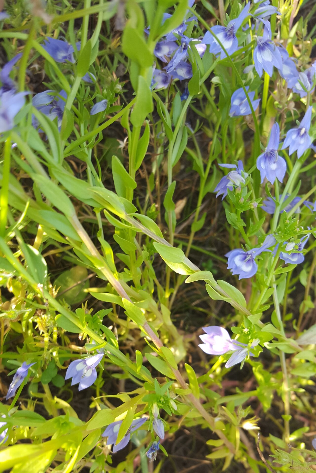 Elegant calicoflower: Californian Lobelia ( Downingia elegans ) in the United States