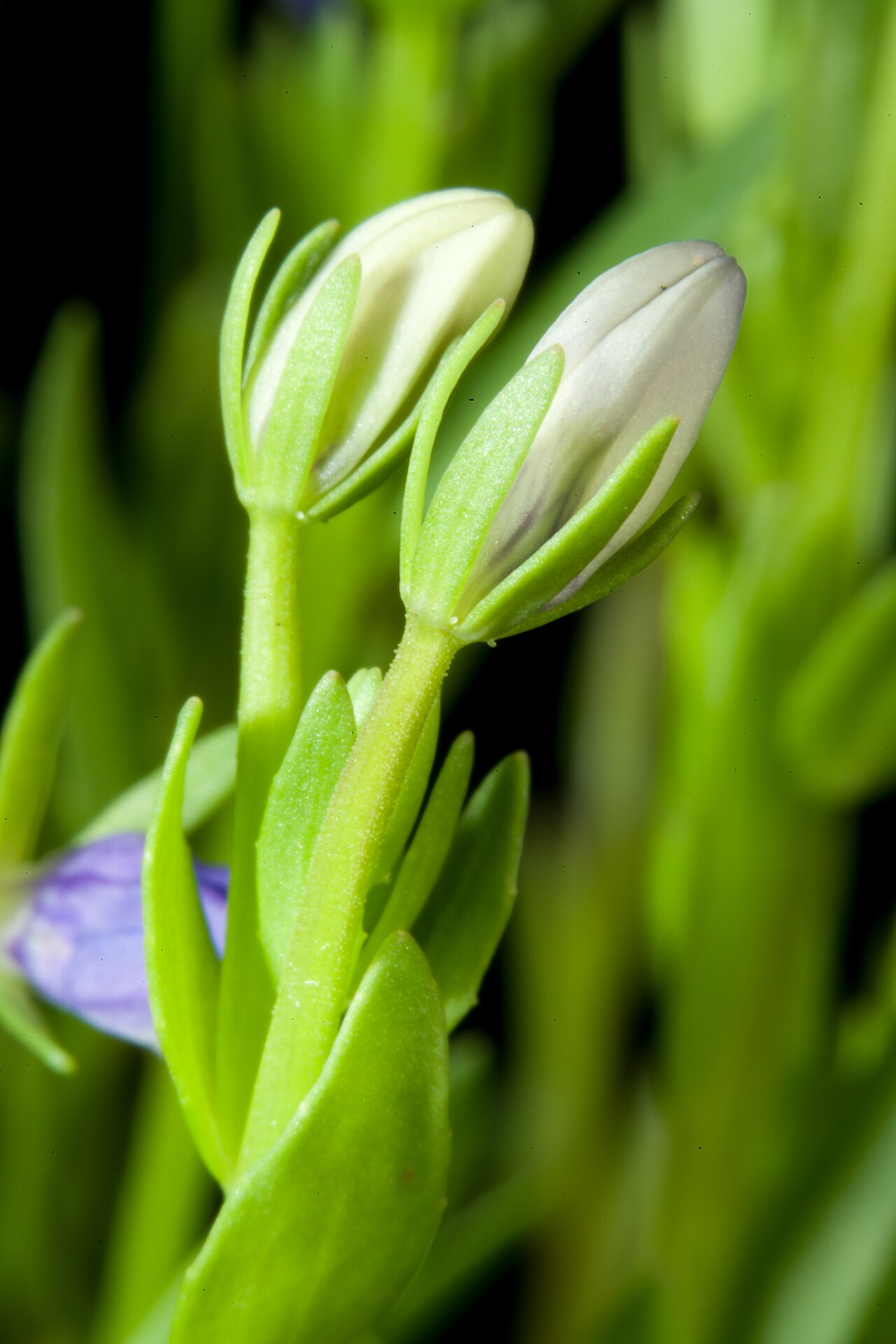 Elegant calicoflower: Plant derived from Willamette Valley, Oregon, U.S.A. Taxonomy Family キキョウ科 Campanulaceae Subfamily ミゾカクシ亜科 Lobelioideae Genus Downingia .mw-parser-output .small