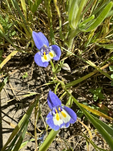 Harlequin calicoflower (Downingia insignis)