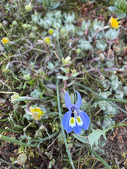 Harlequin calicoflower (Downingia insignis)